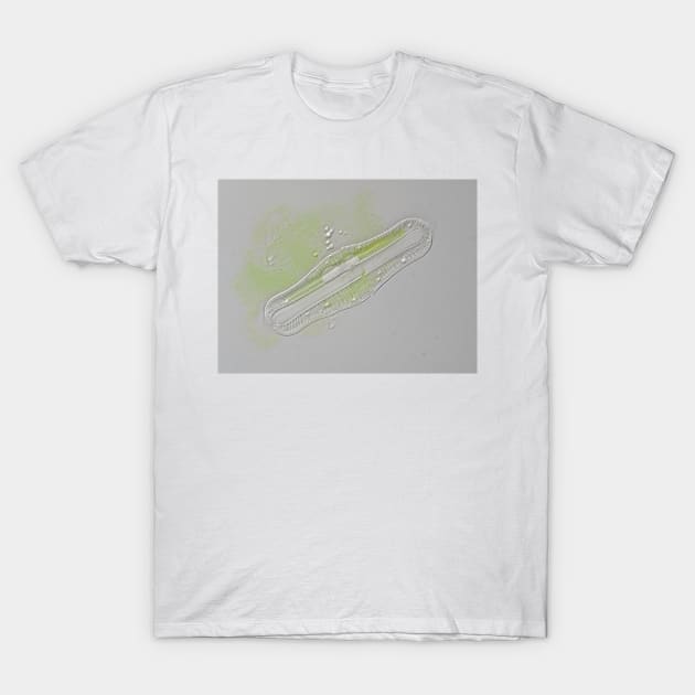 Freshwater diatom, Rhopalodia sp. T-Shirt by SDym Photography